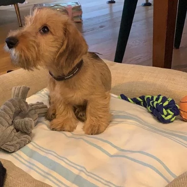 adorabili cuccioli di bassotto femminucce e maschietti disponibili per l'adozione