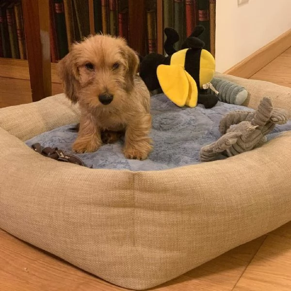 adorabili cuccioli di bassotto femminucce e maschietti disponibili per l'adozione