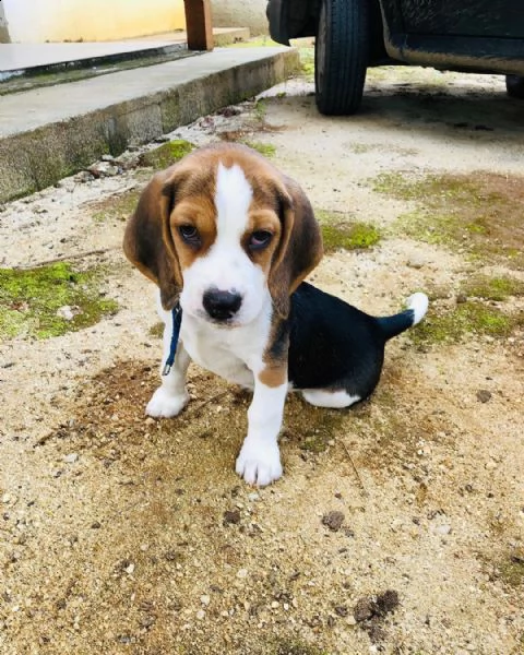adorabili cuccioli di beagle femminucce e maschietti disponibili per l'adozione