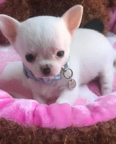 cuccioli di chiwawa