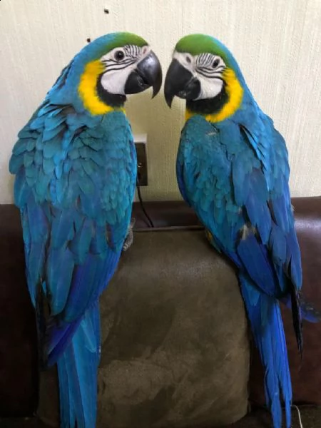 pappagalli ara ararauna (due)
