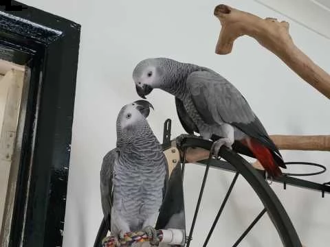 disponibili pappagalli grigio africano 