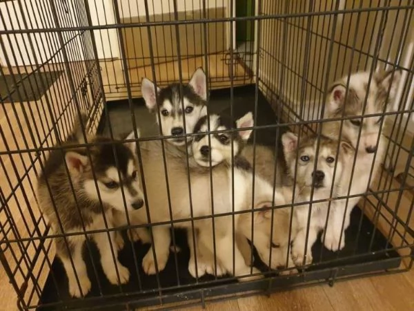 cuccioli di siberian husky