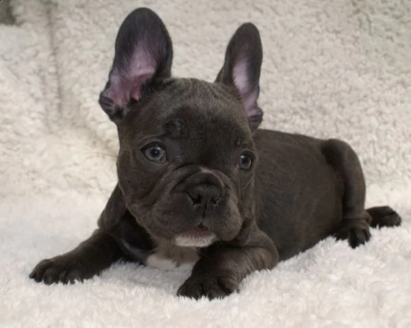 bouledogue francese cuccioli blu, total blue | Foto 2