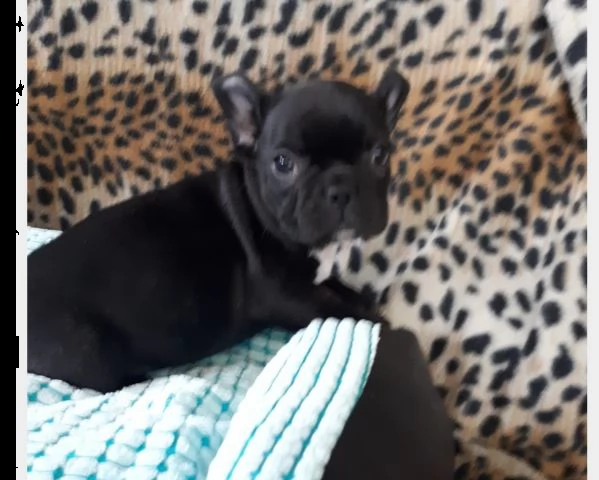 bouledogue francese cuccioli blu, total blue | Foto 1