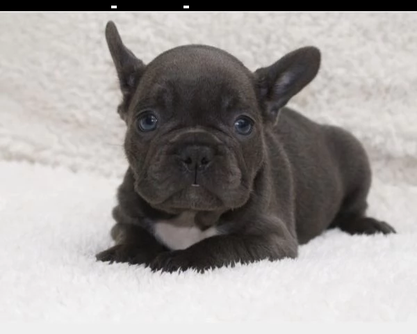 bouledogue francese cuccioli blu, total blue | Foto 0