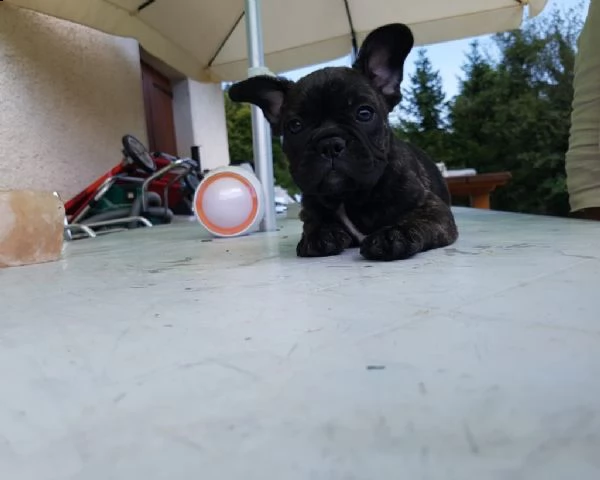 bouledogue francese cuccioli blu, total blue