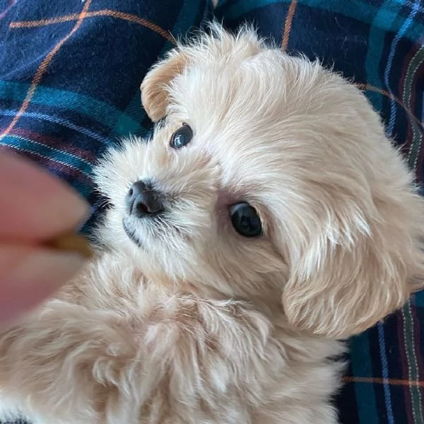 regalo maltese | Foto 0