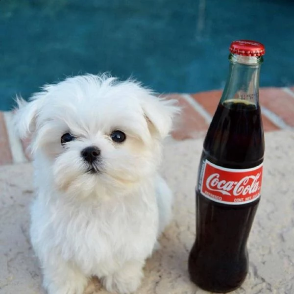  regalo maltese<<<<<<>>>>> | Foto 0