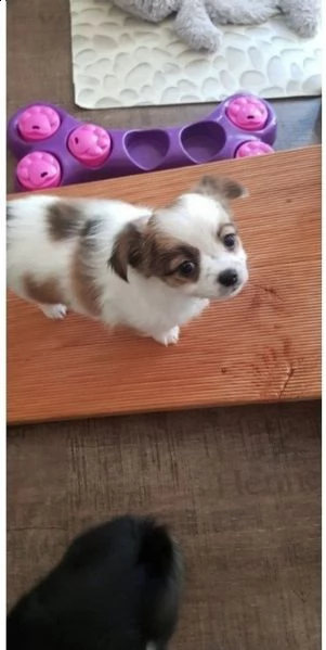 cucciolo di chihuahua a pelo lungo