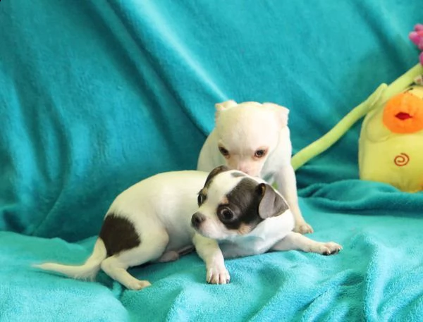 cuccioli di chihuahua con pedigree enci