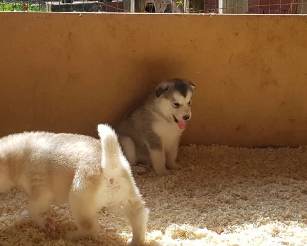 vendita cucciolo cuccioli di husky