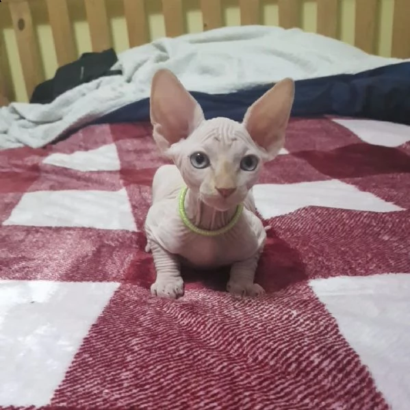 bellissimi gattini sphynx 