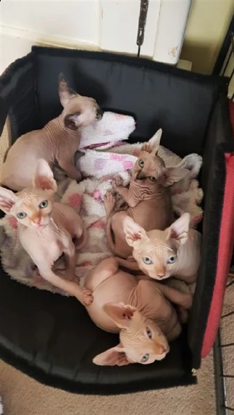 bellissimi gattini sphynx  | Foto 0