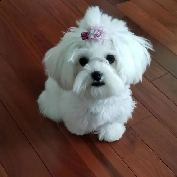 regalo maltese | Foto 0