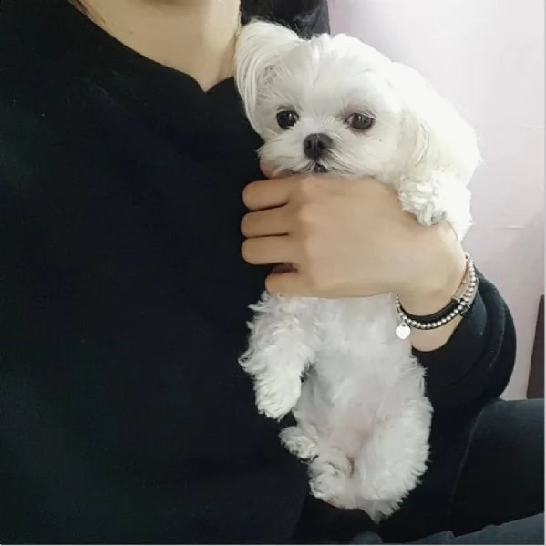 regalo maltese《《《《《》》》》