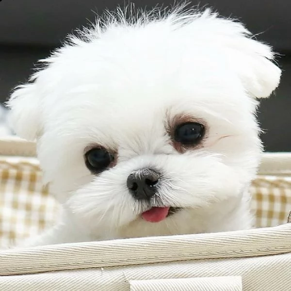 regalo maltese | Foto 0