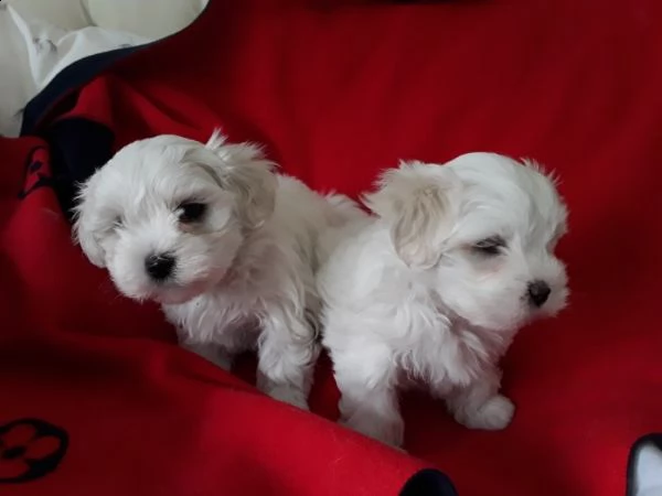 cucciolo di maltese maschio e femmina | Foto 1