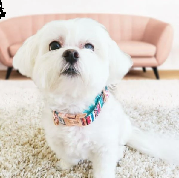 bello e giovane maltese