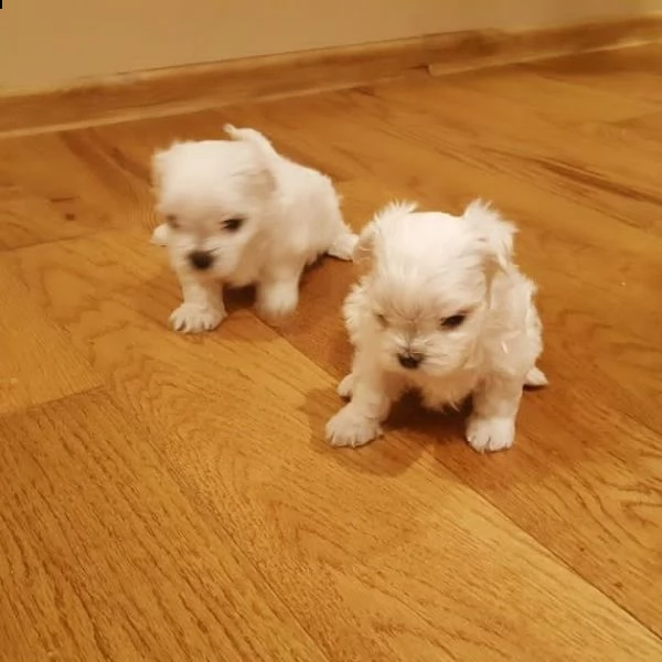 bellissimi cuccioli | Foto 0