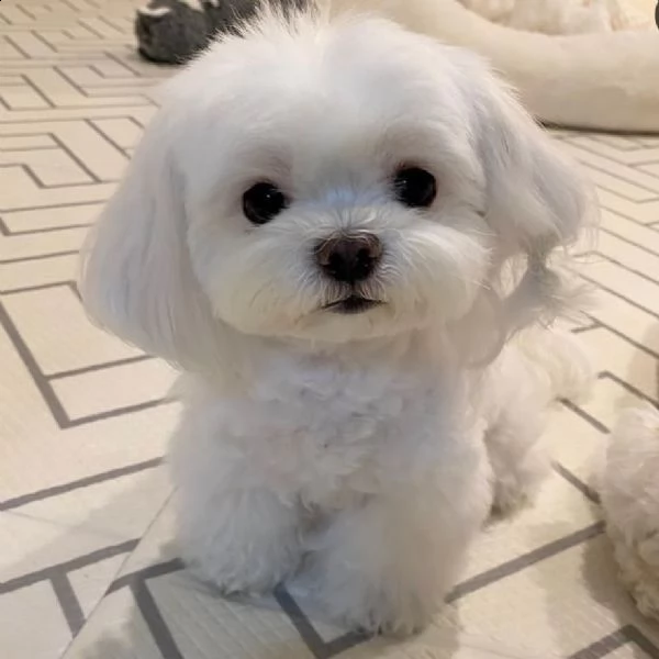 dolci piccoli cuccioli