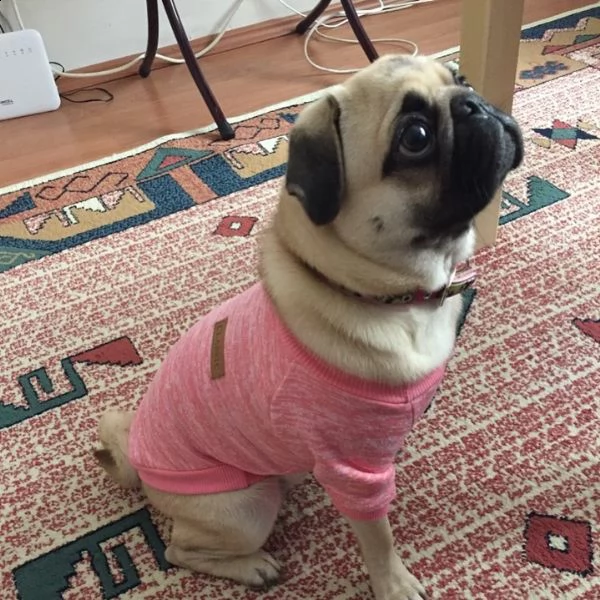 cuccioli maltesi disponibili