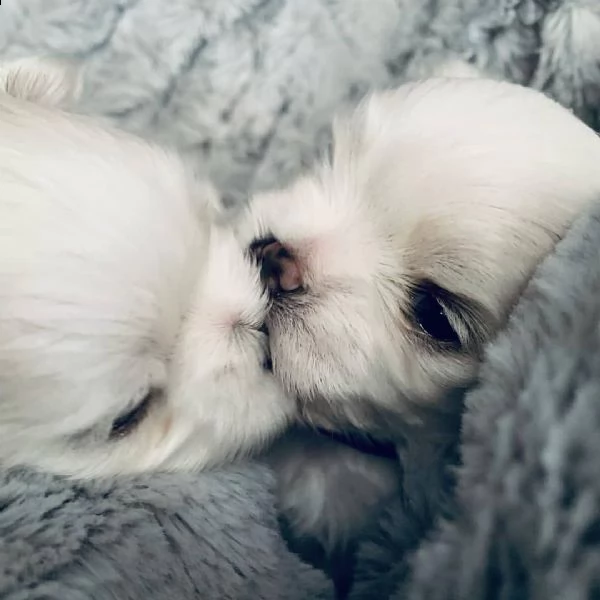 maltese morbido  | Foto 0