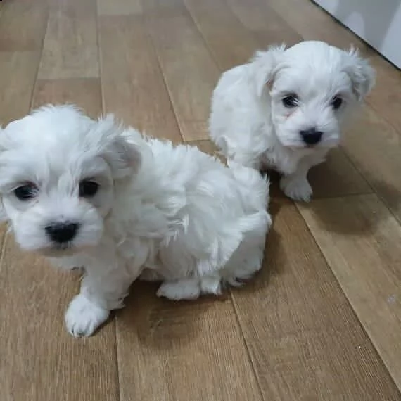 belle cuccioli maltesi