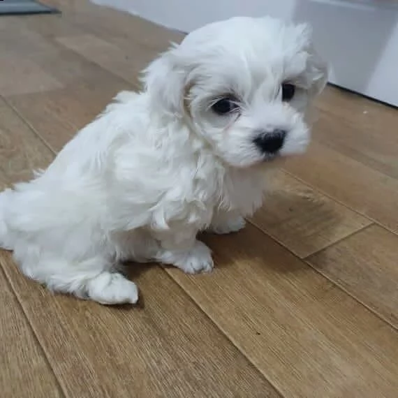 belle cuccioli maltesi | Foto 0