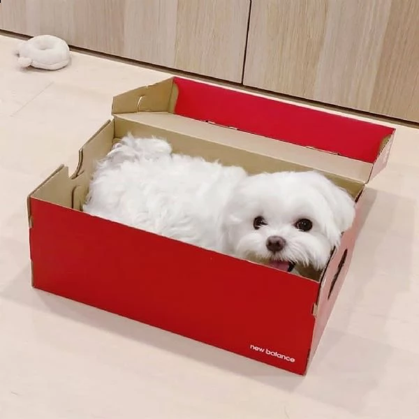 cuccioli maltesi adorabili | Foto 0