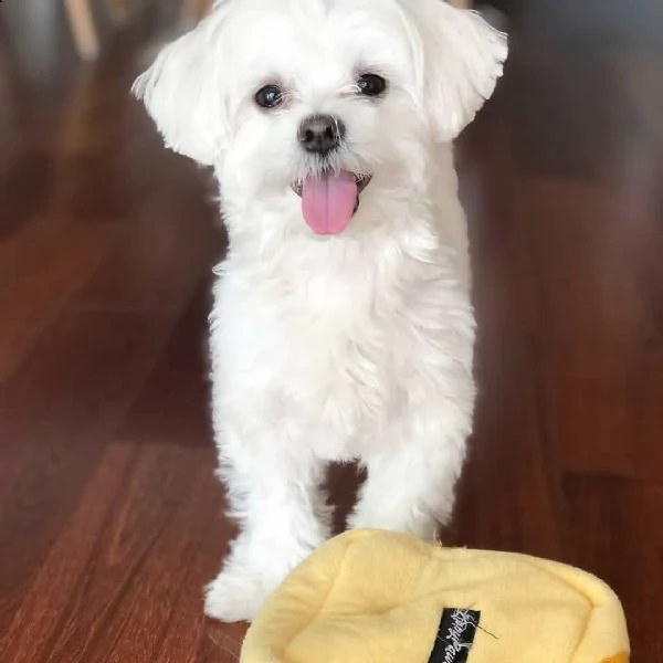 cuccioli maltesi poco maturi ma teneri