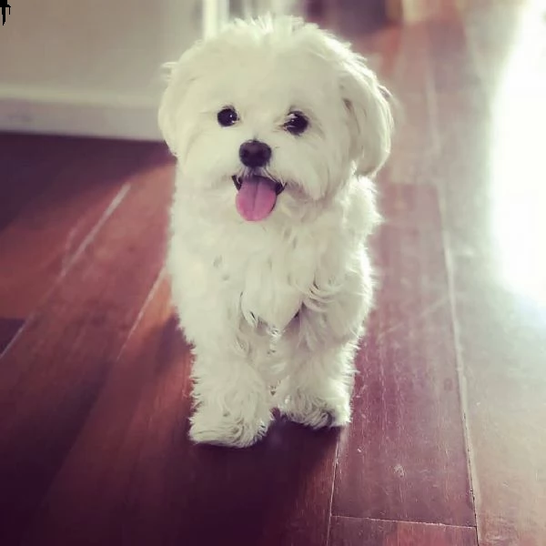 cuccioli maltesi poco maturi ma teneri | Foto 0