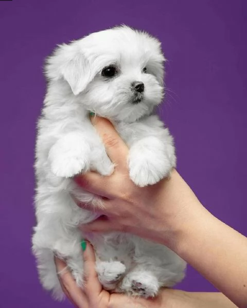 regalo maltese | Foto 0