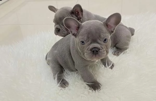 cuccioli di bulldog francesi! pronto ora!