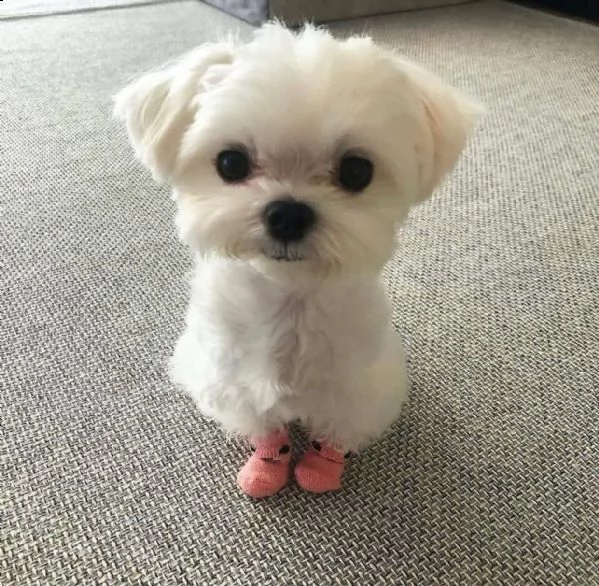 cuccioli maltesi | Foto 0