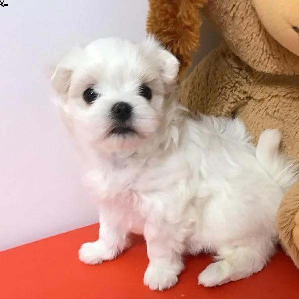 adorabili cuccioli maltesi disponibili