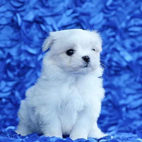 cuccioli maltesi | Foto 0