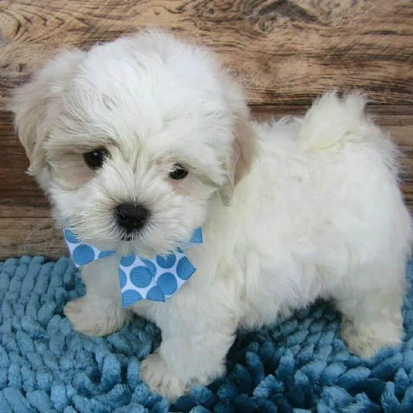 regalo maltese | Foto 0