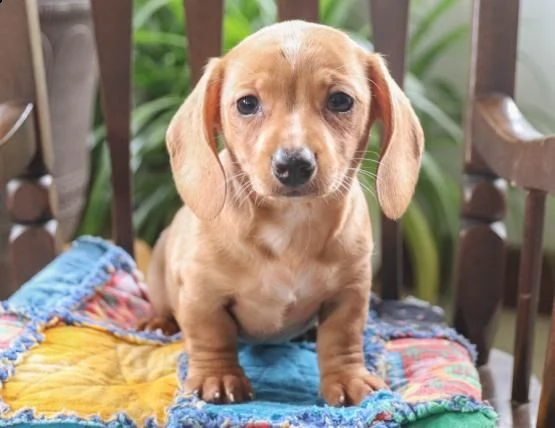 regalo adorabili cuccioli  bassotto (dachshund) femminucce e maschietti disponibili