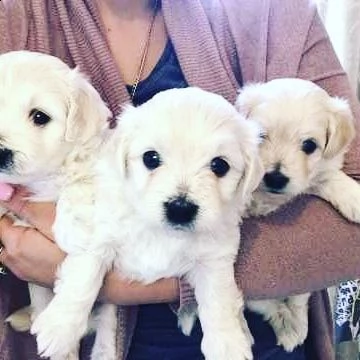 adorabili cuccioli maltesi