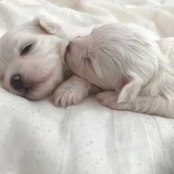 adorabili cuccioli maltesi | Foto 0