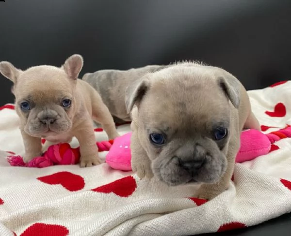 cuccioli di bouledogue francesi