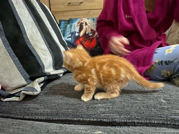 gattino maine coon pronto per la vendita ora