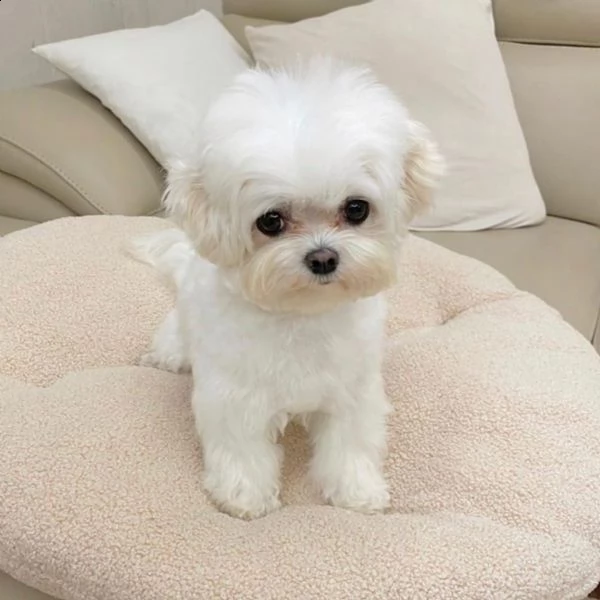 bei giovani cuccioli maltesi in crescita