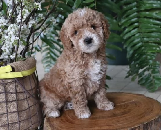 regalo barboncino cuccioli