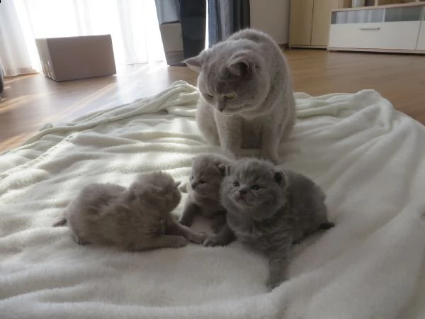 gatti british shorthair | Foto 0