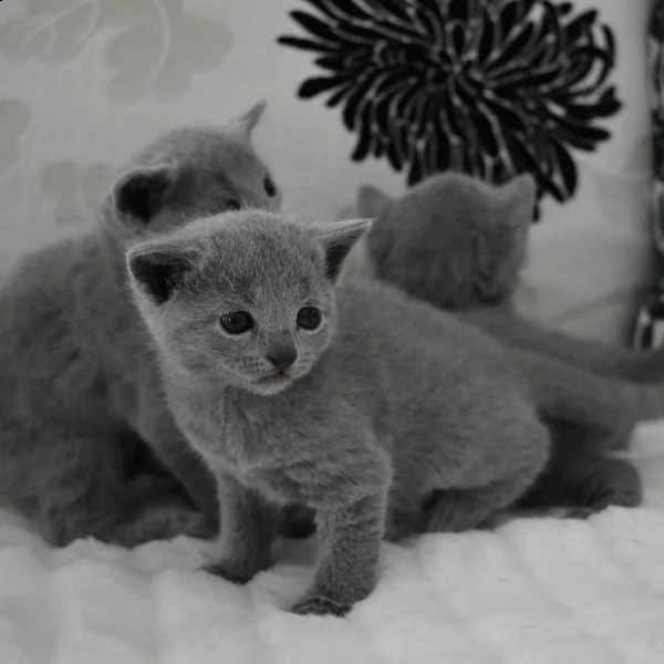 gatti azul ruso | Foto 0
