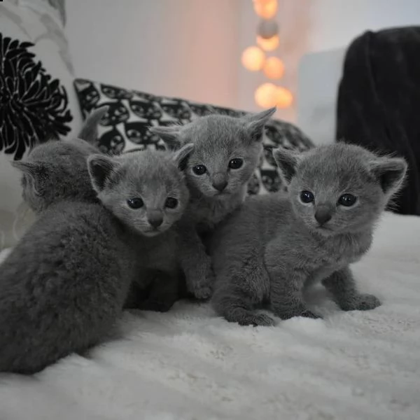 gatti azul ruso