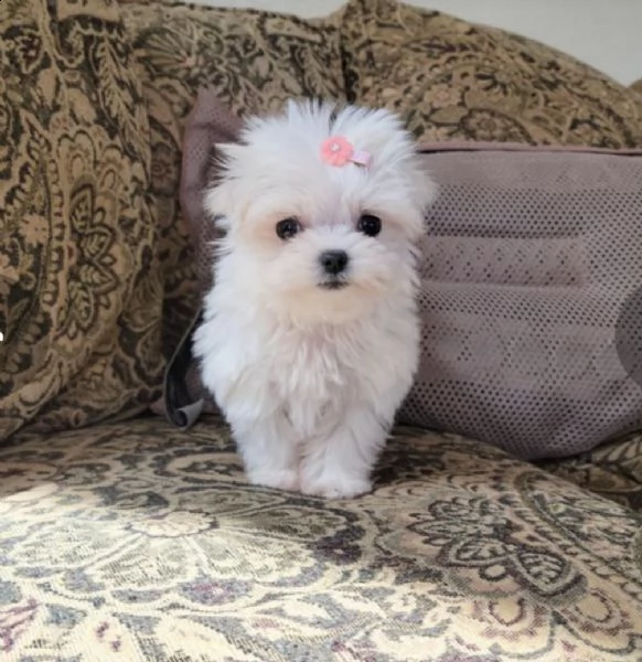 regalo maltese | Foto 0