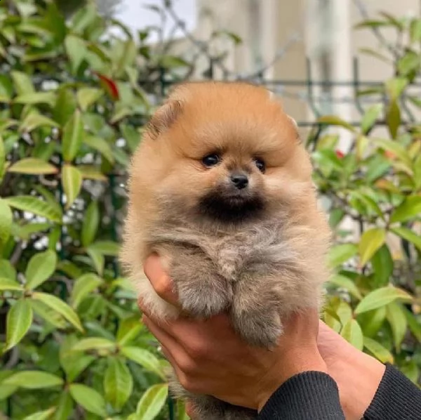 regalo volpino pomerania mini toy [at][at][at][at](( | Foto 0